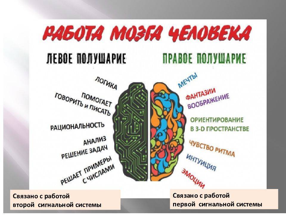 Проверка полушарий мозга картинка