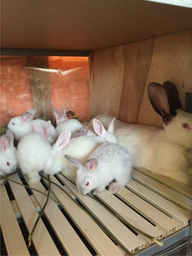 Бизнес-план разведения кроликов с расчетами