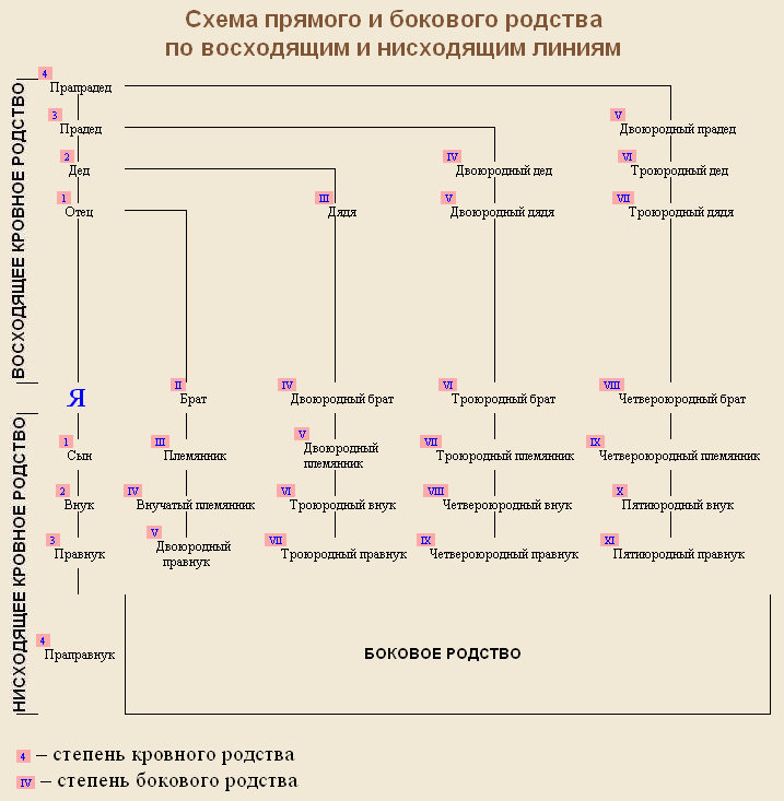 Родственные связи древо схема