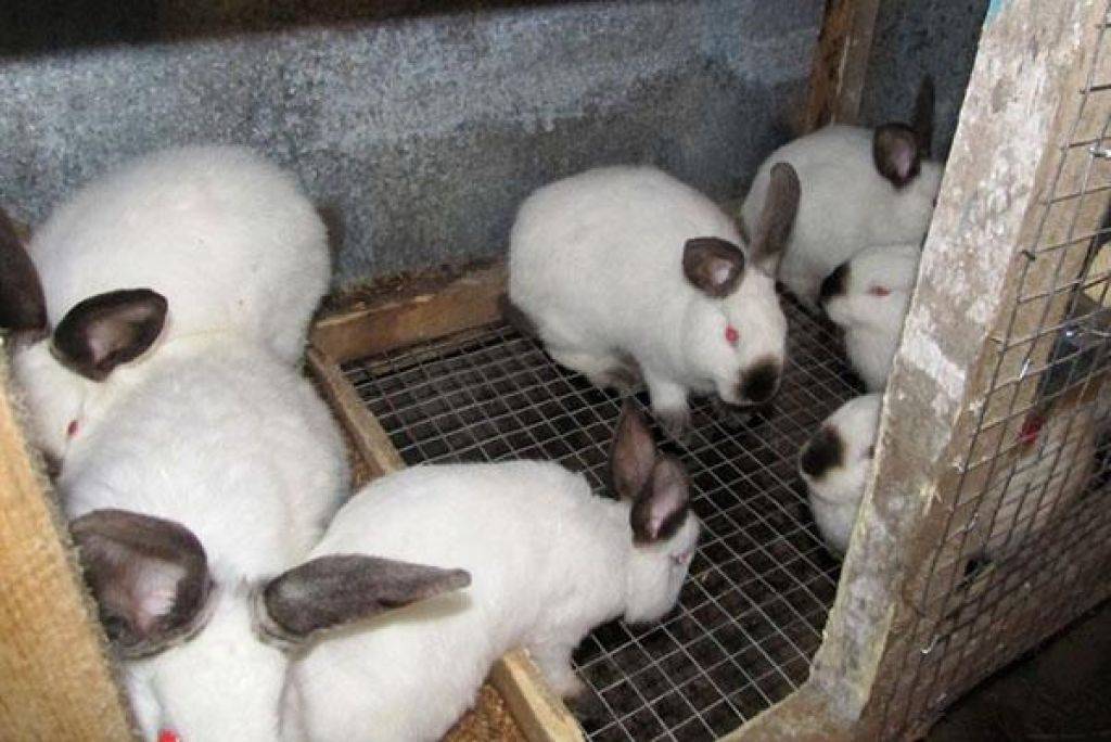 Выгодно или нет разведение кроликов как бизнес: план выращивания