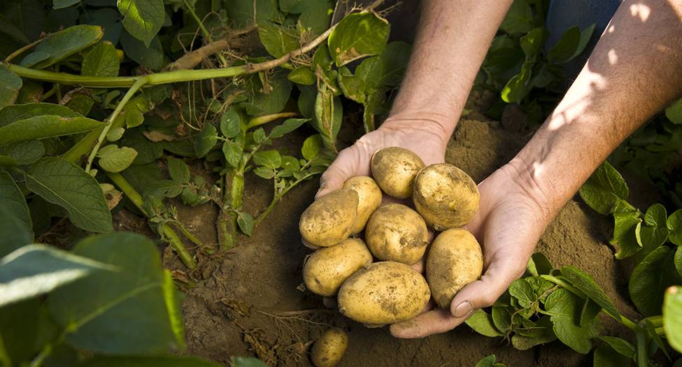 Популярное направление малого бизнеса: выращивание картофеля в промышленных масштабах