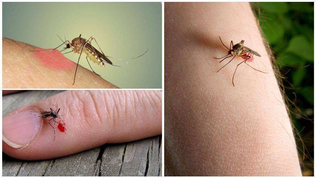Почему комары кусают не всех, и кто вообще кусается? почему одних комары кусают больше других: критерии их выбора, подходящий запах