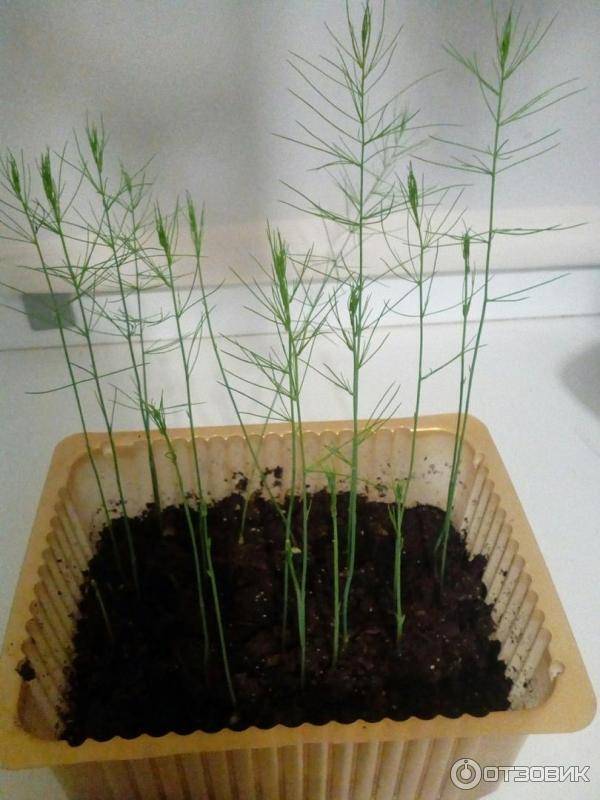Выращивание спаржи из семян: как сажать спаржу, как растет спаржа, посадка и уход за спаржей на огороде