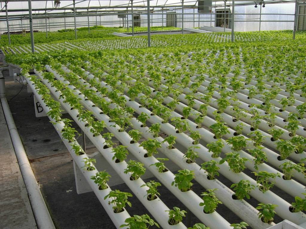 Выращивание зелени в теплице как бизнес - план по выращиванию круглый год на продажу