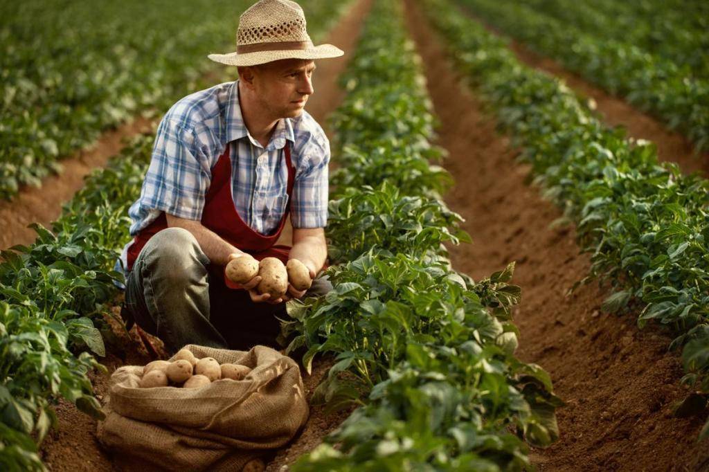 Выращивание картофеля как бизнес рентабельность