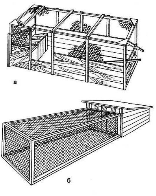 Разведение и содержание фазанов в домашних условиях