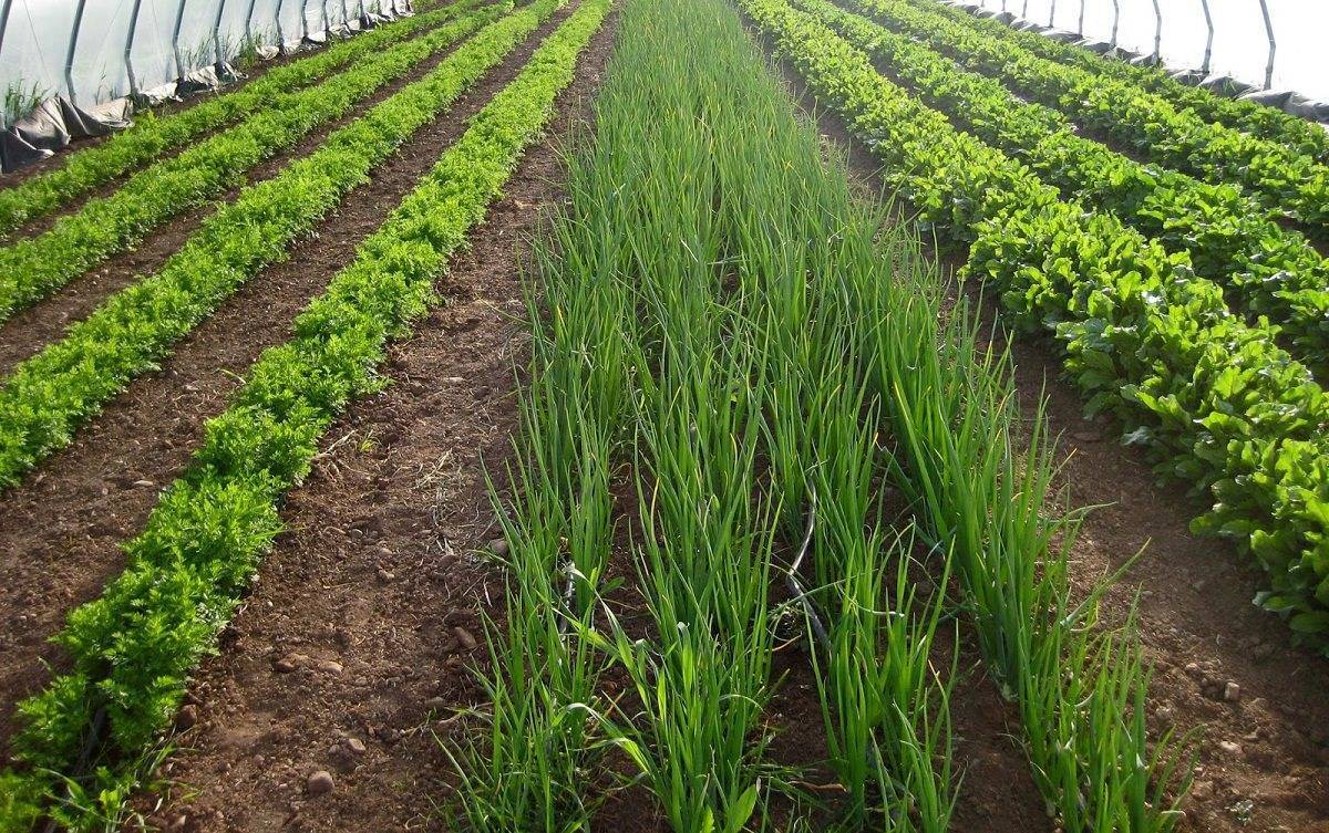 Выращивание зелени в теплице на продажу как бизнес — finfex.ru