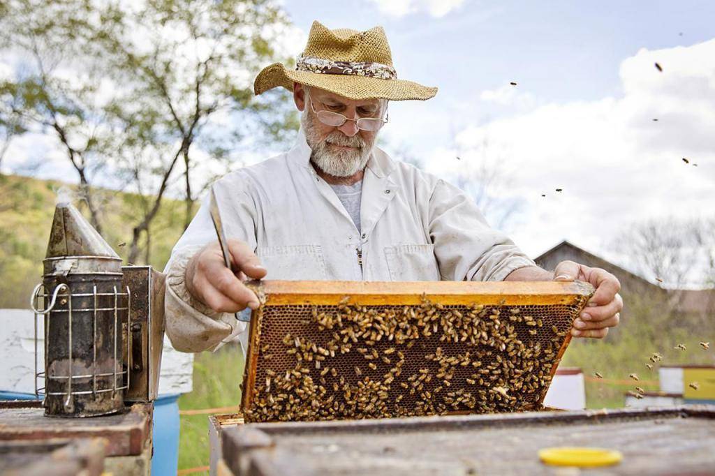 Бизнес-план пчеловодства (пасеки) — готовый пример с расчетами