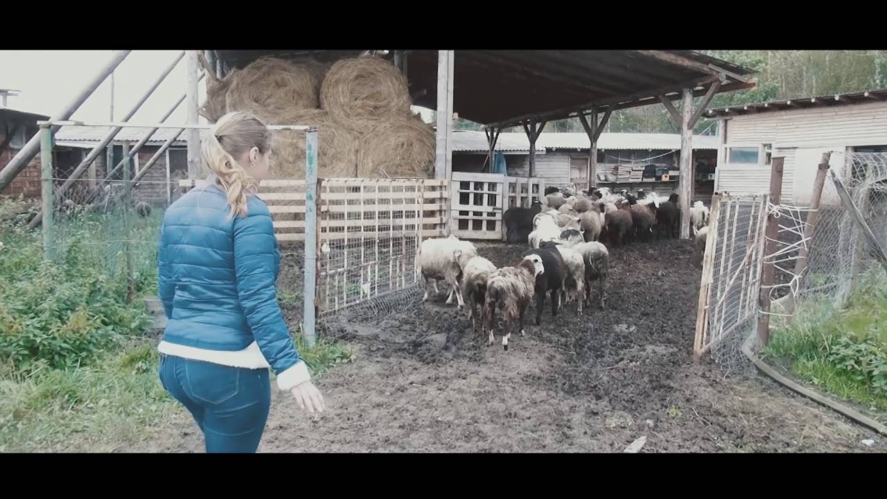 Овцеводство как бизнес для начинающего фермера в домашних условиях (выгода, видео)
