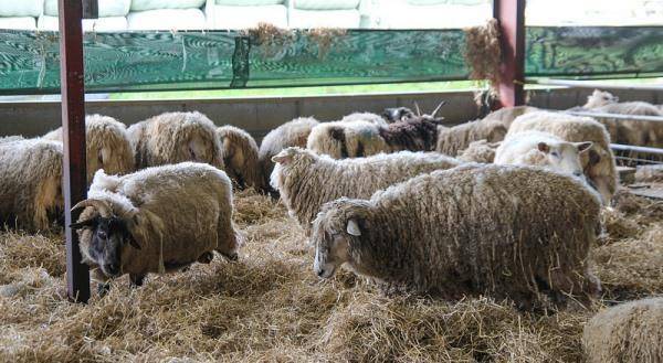 Овцеводство как бизнес для начинающего фермера: бизнес план овцеводства с расчетами