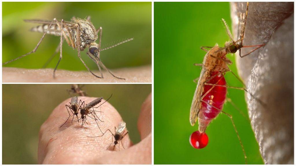Почему комары кусают некоторых людей больше других