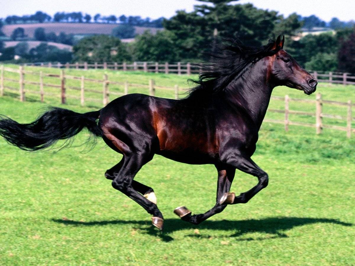 Сколько стоит самая дорогая лошадь в мире: полцарства за коня — life-sup.ru