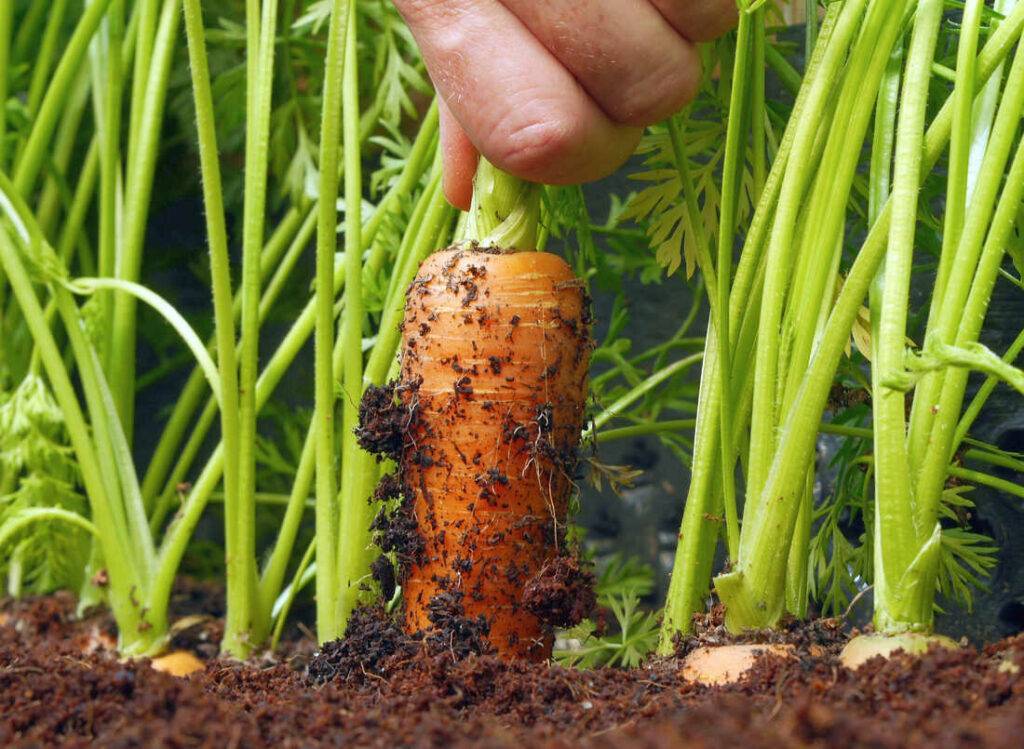 Выращивание моркови в открытом грунте: полезные советы