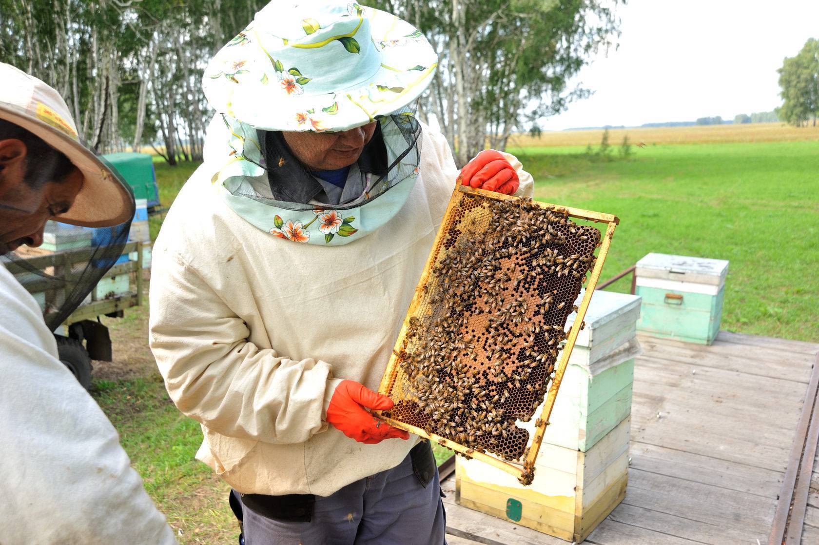 Пчеловодство как бизнес: пасека бизнес-план | idealistworld