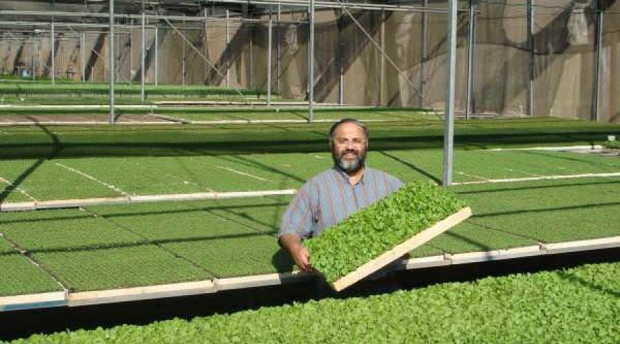 Выращиваем зелень на продажу