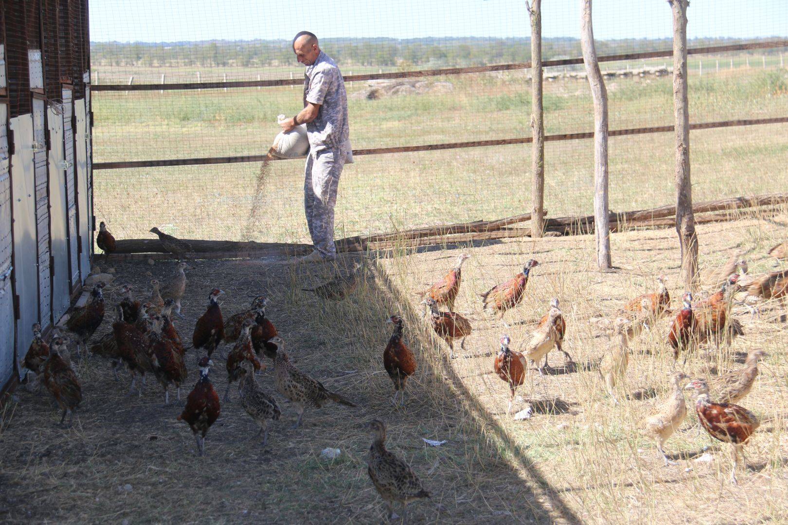 Разведение и выращивание фазанов как бизнес в домашних условиях