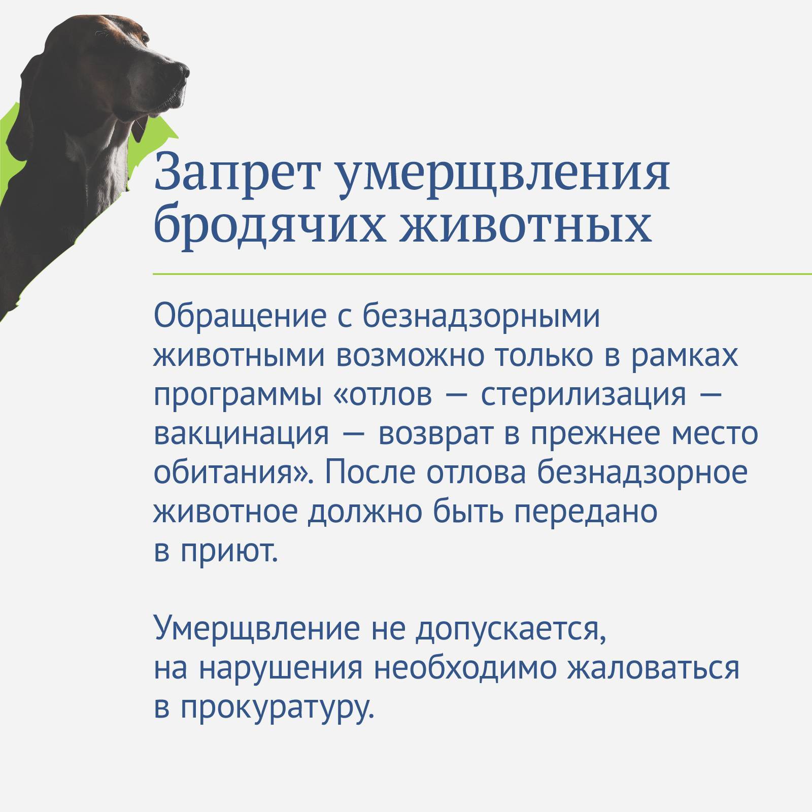 О содержании домашних животных и отлове безнадзорных животных / о мероприятиях по обращению с животными без владельцев / экология / структура администрации / власть / администрация городского округа тольятти