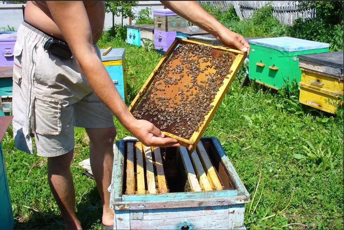 Как открыть пасеку и заняться пчеловодством с нуля?