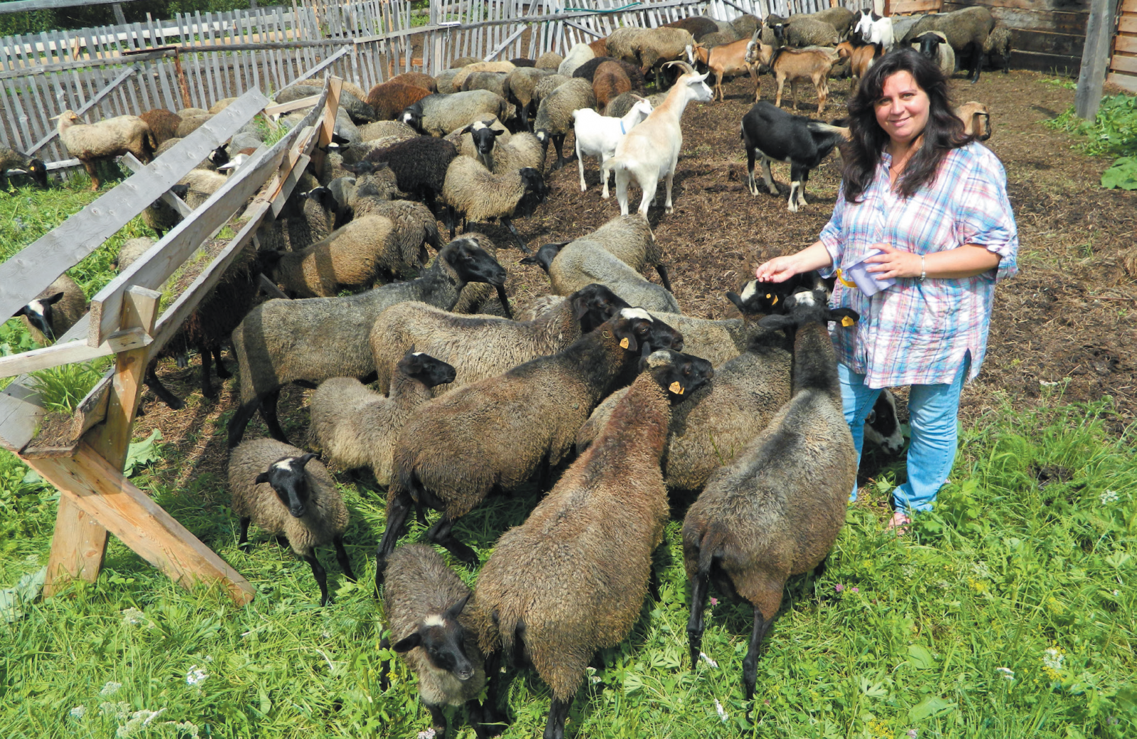 Овцеводство как бизнес для начинающего фермера — шаг за шагом