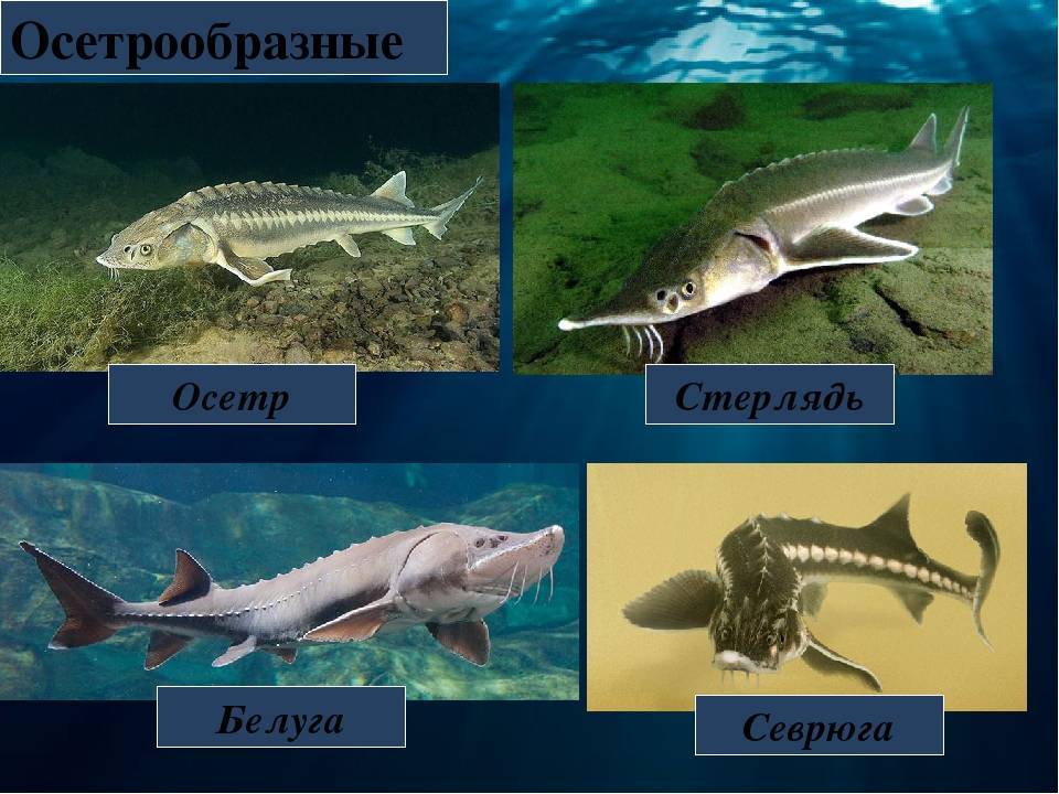 Осетр: полезные свойства, вкус и цвет мяса, калорийность, бжу, как выбрать
