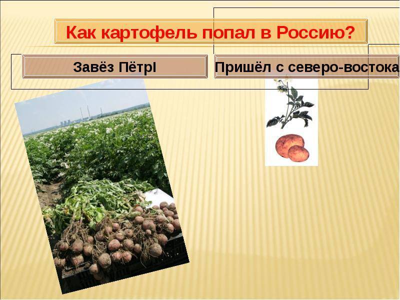 Бизнес на выращивании картофеля
