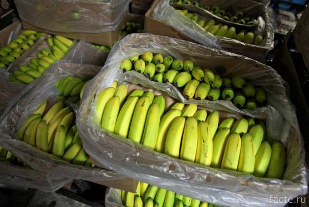 Откуда идет поставка бананов в россию?