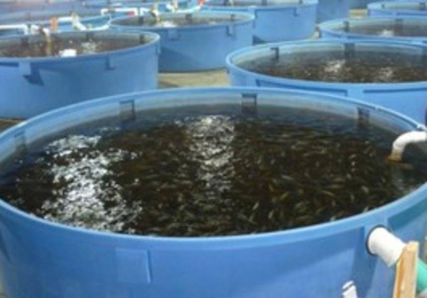 Зарабатываем деньги на разведении рыбы