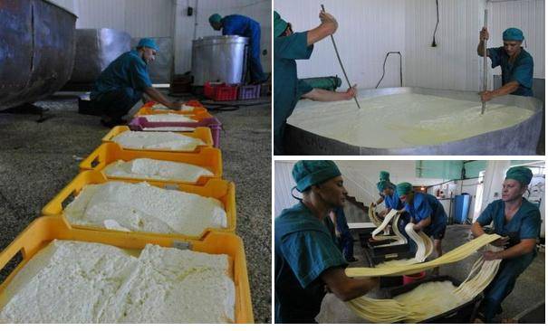 Производство сыра: технология изготовления твердых сыров, оборудование для мини цеха, бизнес план, линия, мини завод