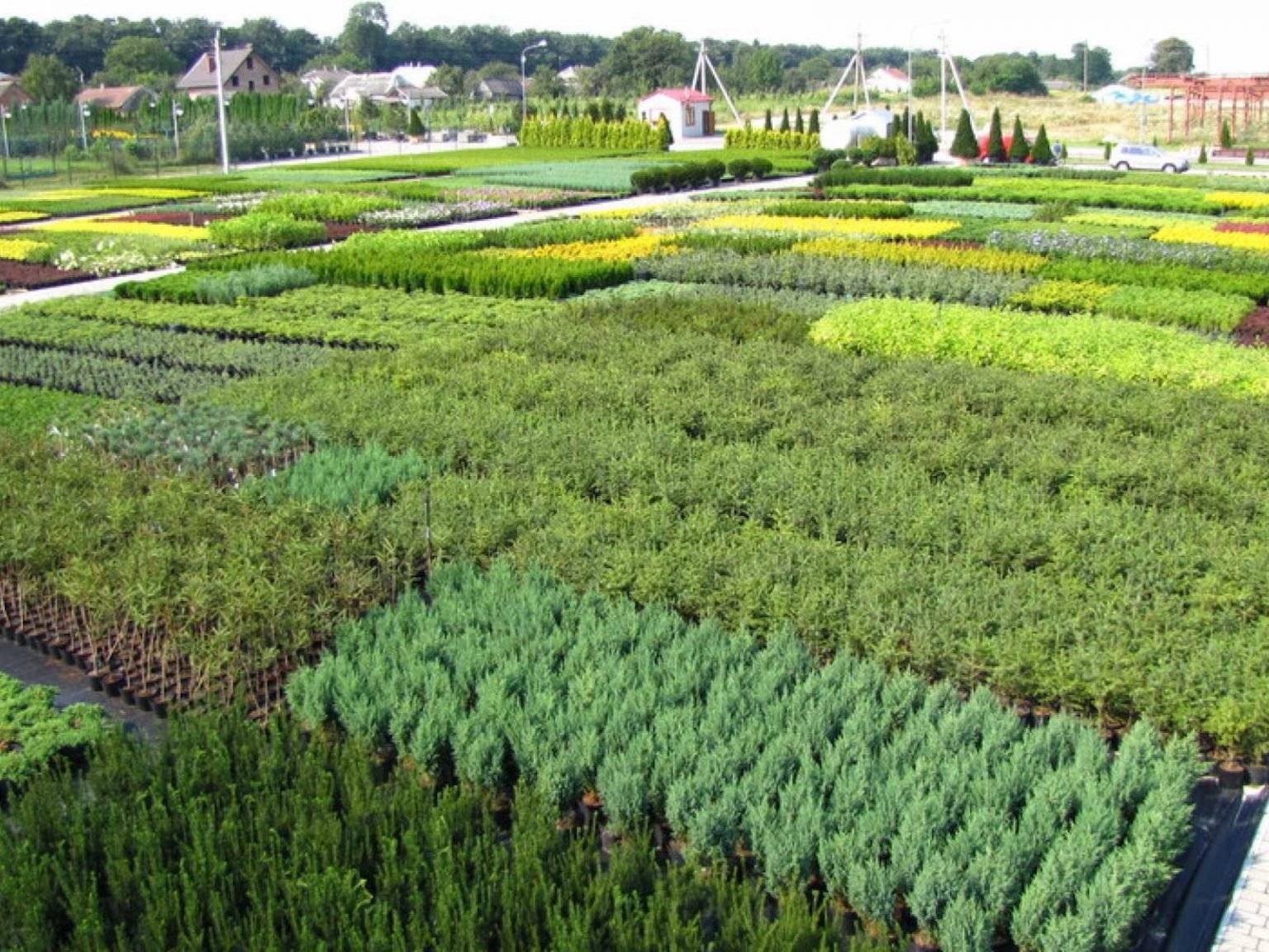 Типовой бизнес-план питомника растений и деревьев