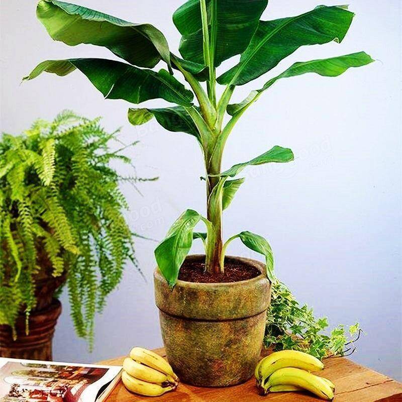 Как вырастить банан в домашних условиях из банана?