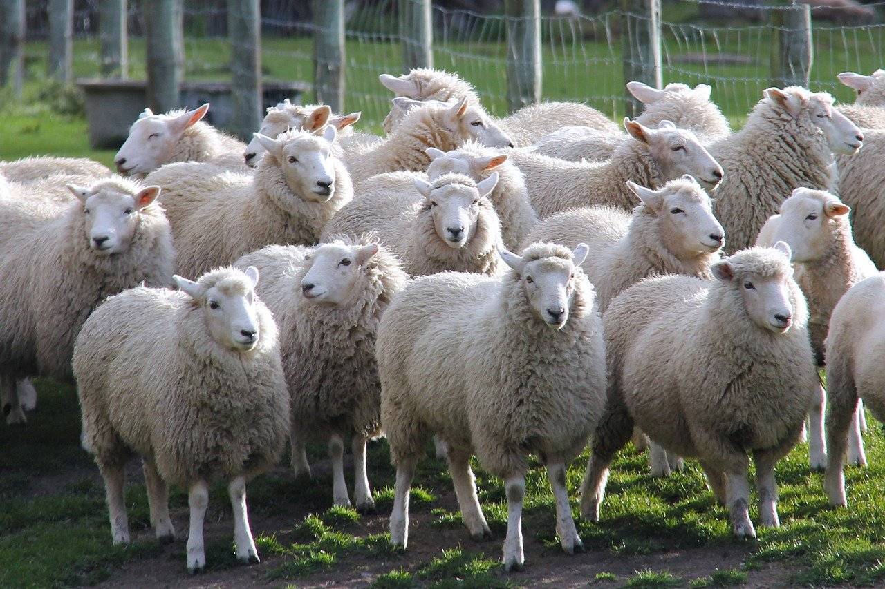 Выгодно или нет разведение овец как бизнес?