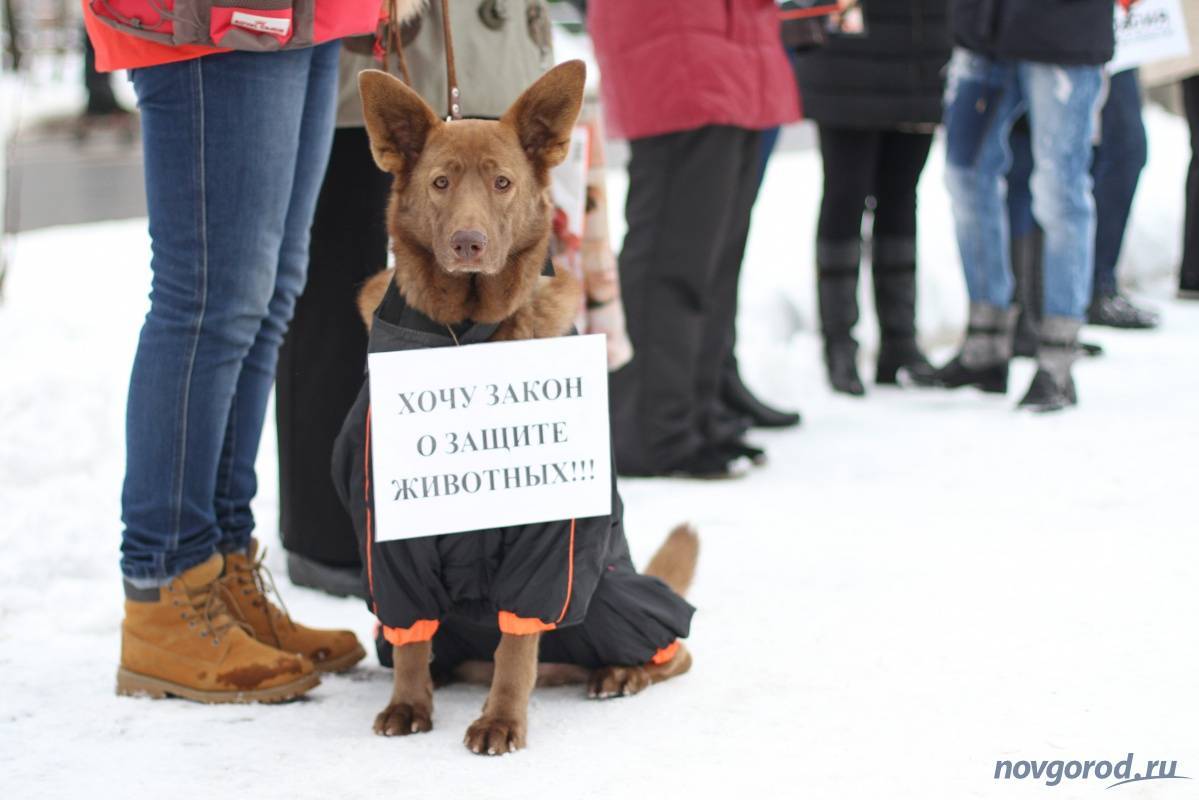 Закон о защите животных от жестокого обращения в россии